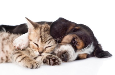 Kitten and basset hound puppy sleeping together. isolated on whi