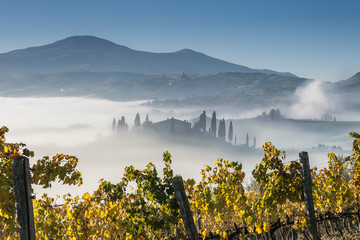 Wall Mural - Landscape with Autumn Vineyard