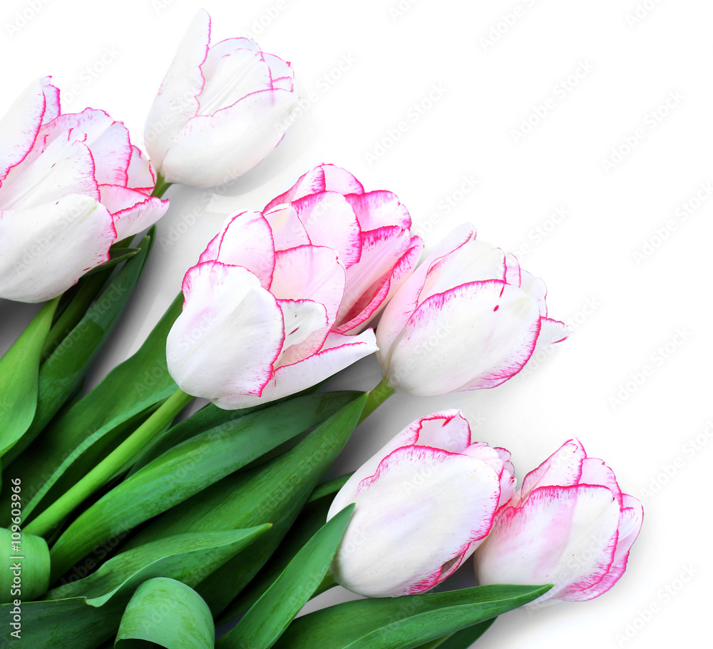 Bouquet of fresh tulips on a light background, isolated on white