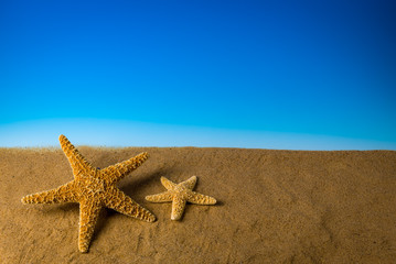 Two starfish on sand with blue background