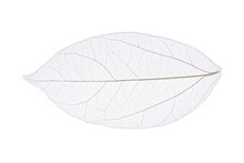 Skeleton Leaf Isolated On White