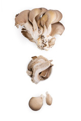 Poster - Fresh oyster mushrooms.