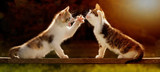 Fototapeta Koty - zwei junge Katzen spielen auf einem Holzbrett im Gegenlicht