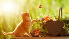 Junge Katze Und Schmetterling Mit Heilkräutern