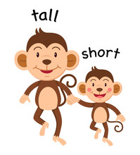Opposite Words Tall And Short Vector
