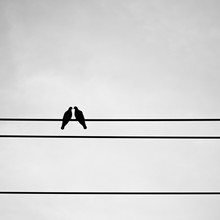Silhouette Pigeon Couple Feeling Love On Electric Wire