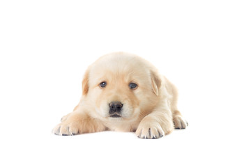 Poster - little labrador puppy on a white background