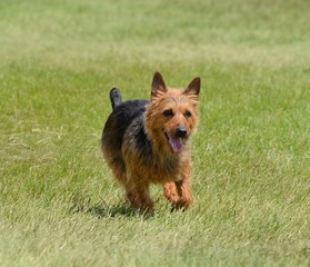 Sticker - Australian Terrier Running