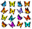 Big collection of colorful butterflies. Vector