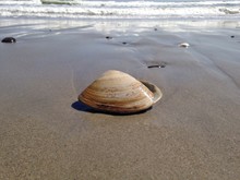 Clam Shell In The Sand 