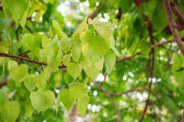 Bodhi or pho leaves and tree