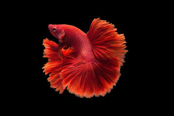 Wall Mural - Halfmoon betta fish