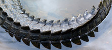 Saltwater Crocodile Tail