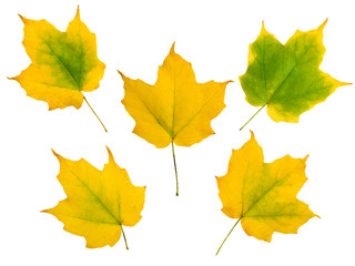 set of five yellow autumn maple leaves