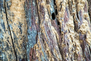 texture of tree bark
