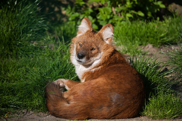 Sticker - Ussuri dhole (Cuon alpinus alpinus).