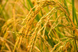 Close up of Yellow paddy rice plant. spike rice field