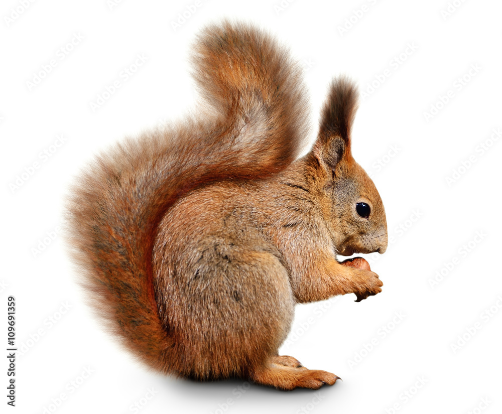 Eurasian red squirrel in front of a white background - obrazy, fototapety, plakaty 