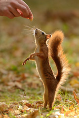 Wall Mural - squirrel
