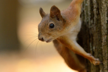 Wall Mural - squirrel sitting on a tree