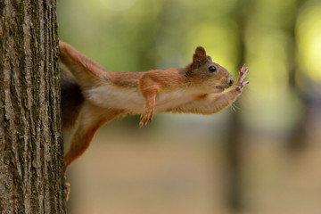 Wall Mural - squirrel sitting on a tree