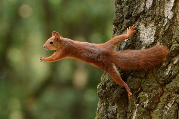 Wall Mural - squirrel sitting on a tree
