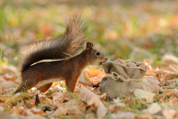 Wall Mural - squirrel looking into a bag with nuts