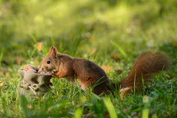 Wall Mural - squirrel sitting near a bag with nuts