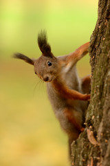 Wall Mural - squirrel sitting on a tree