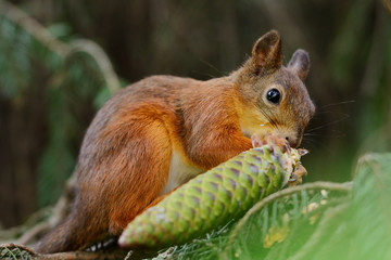 Wall Mural - squirrel sitting on a tree