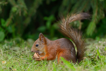 Wall Mural - squirrel sitting on a grass