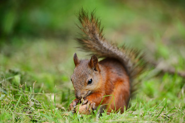 Wall Mural - squirrel sitting on a grass