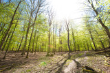 Fototapeta Las - Sonne Frühling im natürlichen Buchen Wald Entspannung