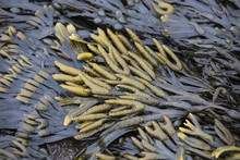 Pelvetia Seaweed Washed Up On A Beach On The Yorkshire Coast.