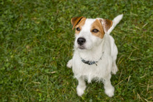 Jack Parson Russell Terrier Puppy Dog Pet, Tan Rough Coated, Outdoors In Park While Laying On Green Grass Lawn