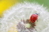 Fototapeta Dmuchawce - Ladybug and dandelion