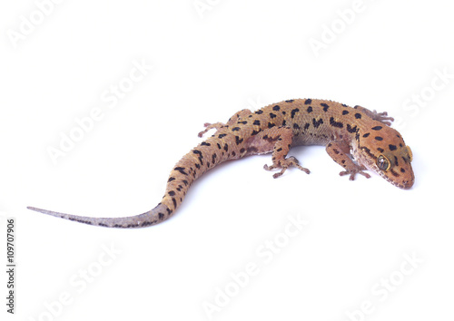 Fotomural Gecko lizard isolated on white background
