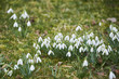 © Petr Bonek - Snowdrops (Galanthus nivalis)