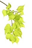 Fototapeta  - Młode wiosenne gałązki lipy z liśćmi na białym tle. 