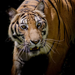 Fotomurali - Beautiful tiger walking step by step isolated on black backgroun