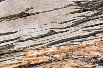 Wall Mural - Background of texture old wood