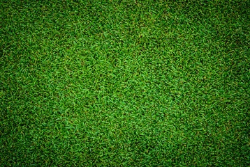 Wall Mural - Background and texture of Beautiful green grass pattern from golf course