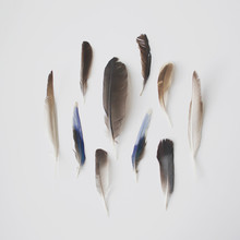 Collection Of Bird Feathers