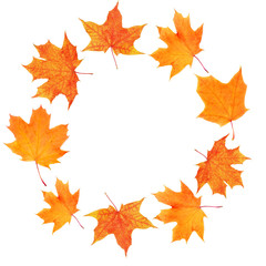 Sticker - Autumn maple leaves shaped as round frame isolated on white