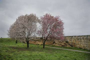 Two old trees in park near wall