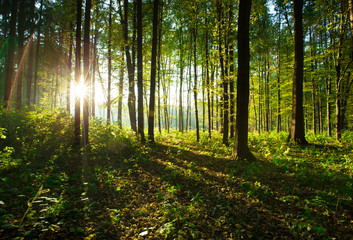 Wall Mural - forest trees.