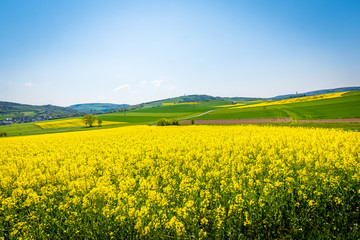 Canvas Print - Frühling