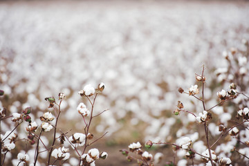 cotton fields ready for harvesting in oakey, queensland
