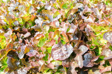  Fresh violet lettuce leaves, close up