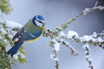 Blue Tit, cute blue and yellow songbird in winter scene, snow flake and nice snow flake and nice lichen branch, bird in the nature forest habitat, Germany